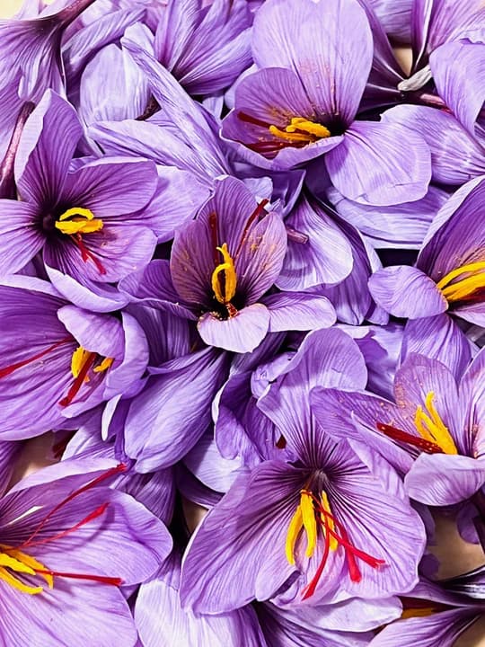 Saffron flowers