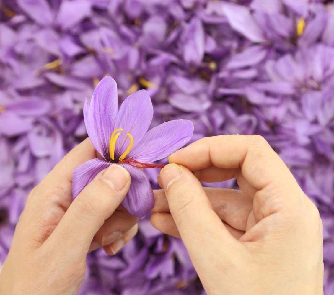 Harvesting saffron threads from flowers