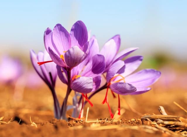 The Art of Saffron Cultivation