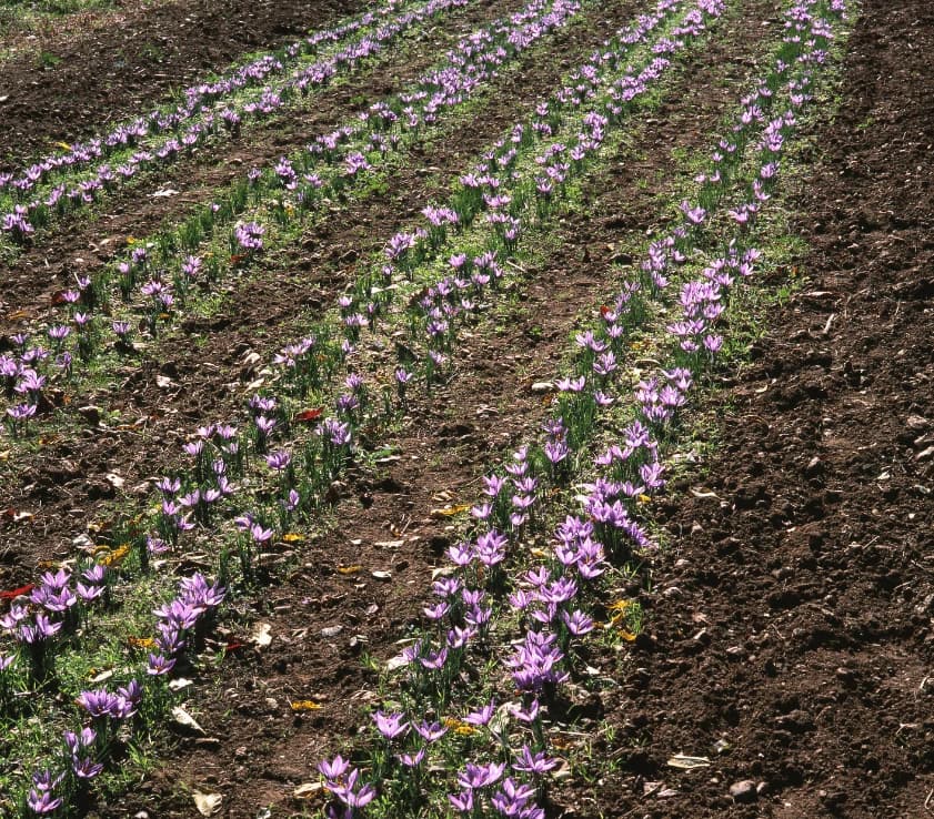Optimal Growing Conditions