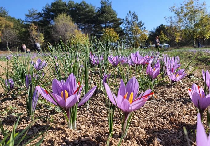 4. Field in Full Bloom