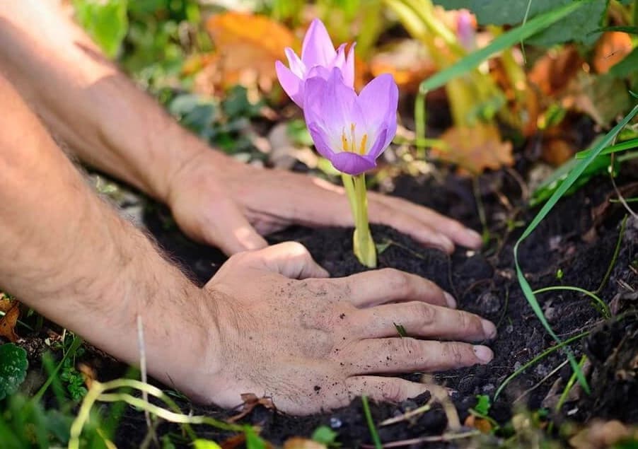 2. Hand Planting Techniques