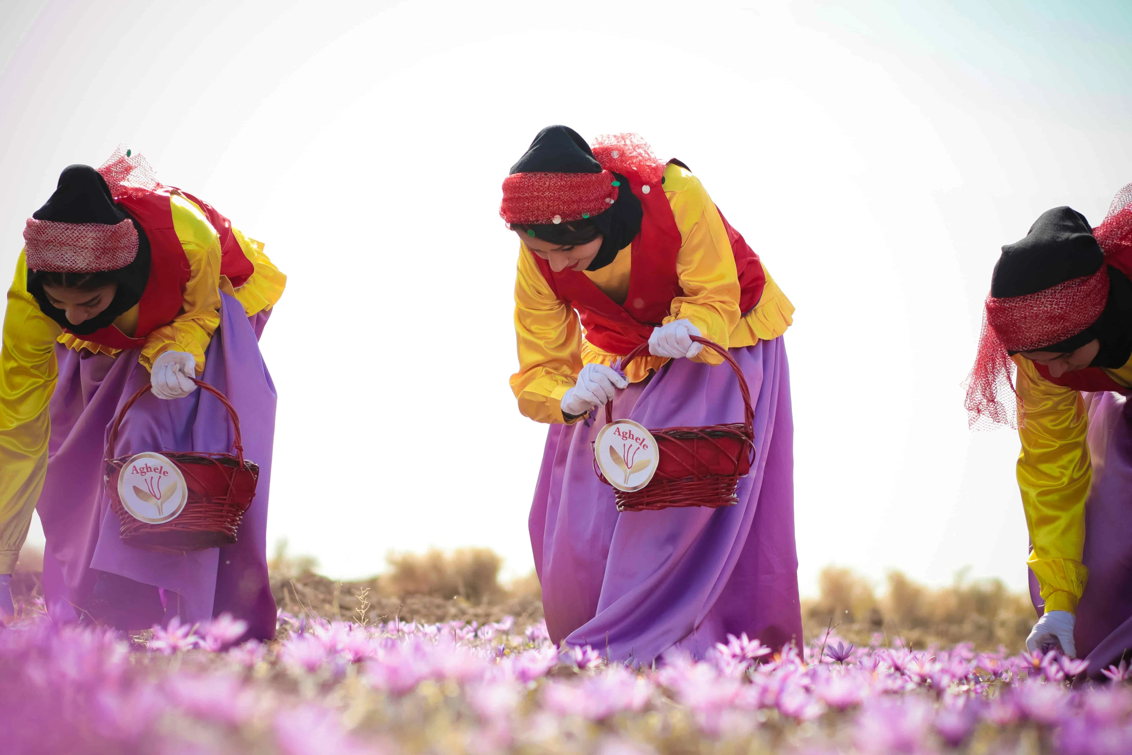 Harvesting saffron threads from flowers