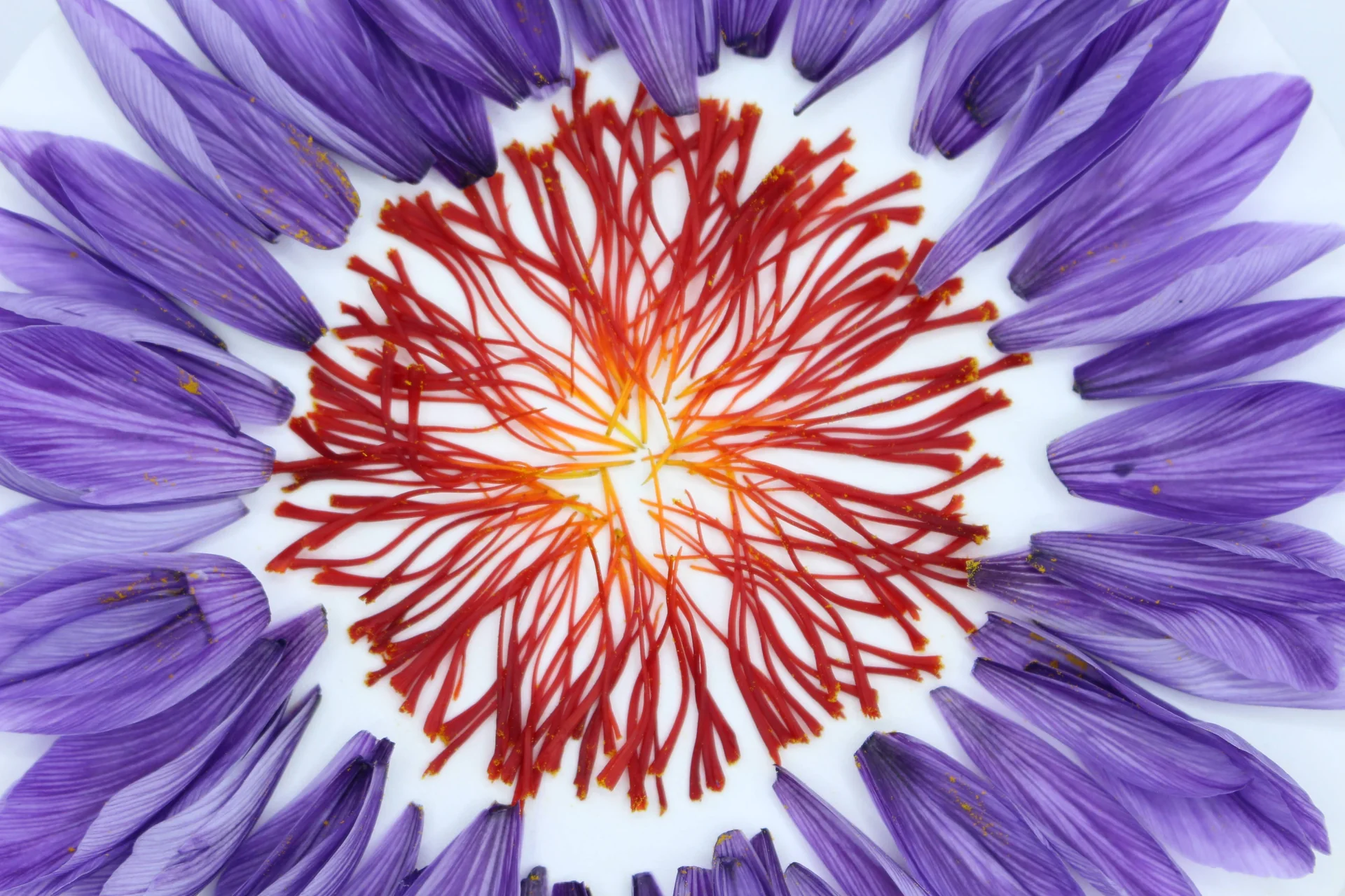 Saffron flower close-up showing purple petals and red stigmas